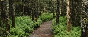 Preview wallpaper forest, path, trees, fern, nature