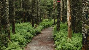 Preview wallpaper forest, path, trees, fern, nature