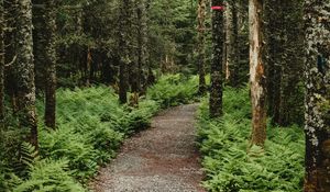 Preview wallpaper forest, path, trees, fern, nature