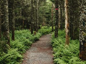 Preview wallpaper forest, path, trees, fern, nature
