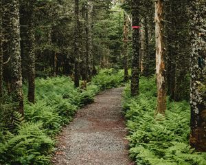 Preview wallpaper forest, path, trees, fern, nature