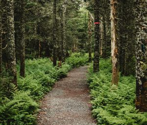 Preview wallpaper forest, path, trees, fern, nature