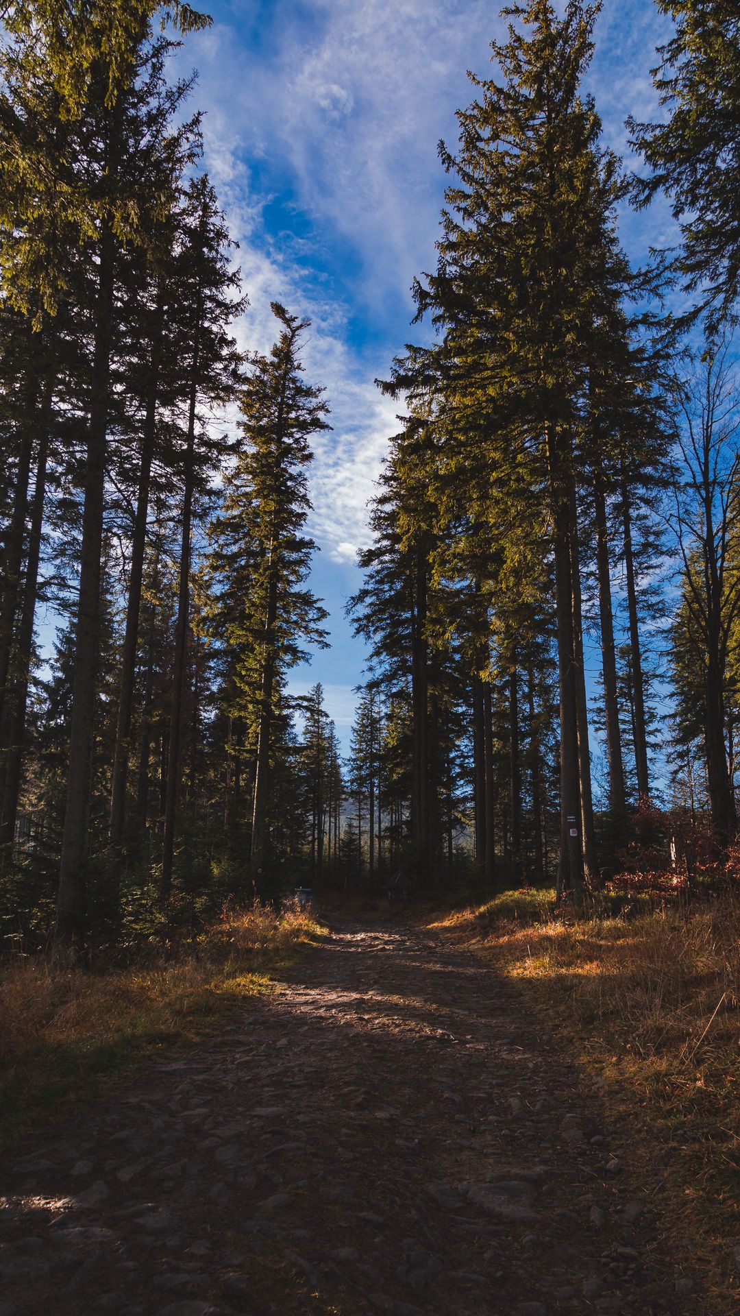 Download Wallpaper 1080x1920 Forest, Path, Trees, Pines, Nature Samsung