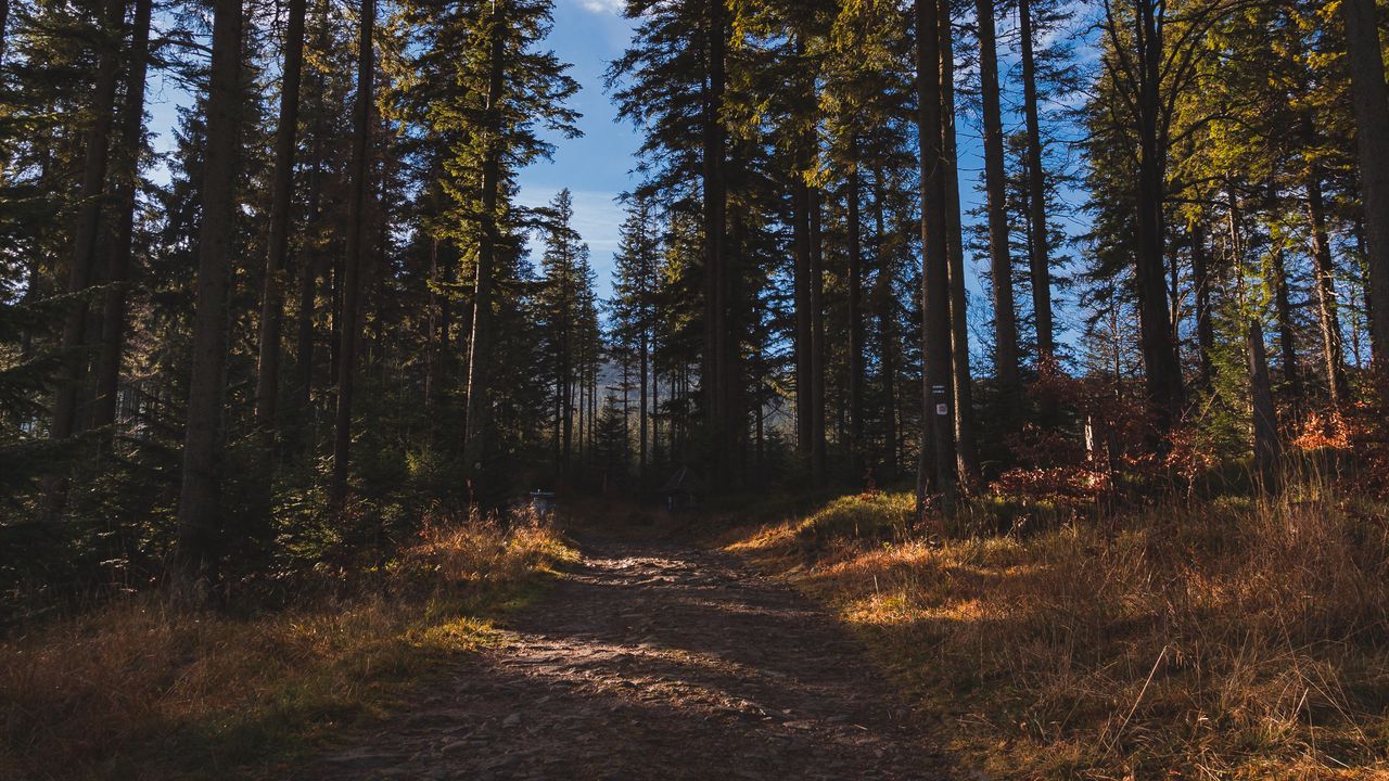 Wallpaper forest, path, trees, pine trees, nature