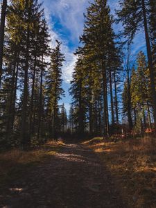 Preview wallpaper forest, path, trees, pine trees, nature