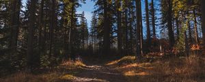 Preview wallpaper forest, path, trees, pine trees, nature