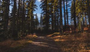 Preview wallpaper forest, path, trees, pine trees, nature