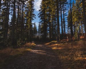 Preview wallpaper forest, path, trees, pine trees, nature