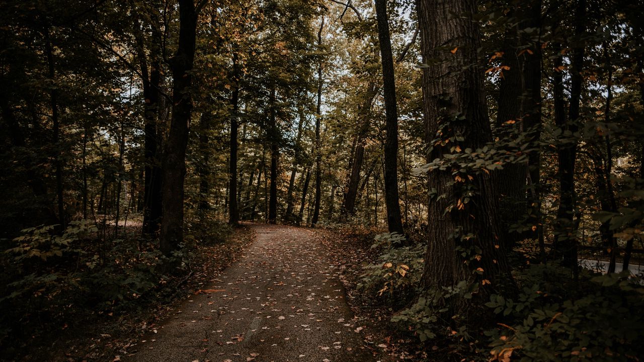 Wallpaper forest, path, trees, autumn, nature