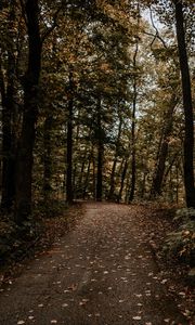 Preview wallpaper forest, path, trees, autumn, nature