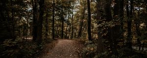 Preview wallpaper forest, path, trees, autumn, nature