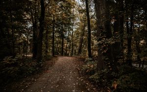 Preview wallpaper forest, path, trees, autumn, nature