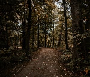 Preview wallpaper forest, path, trees, autumn, nature