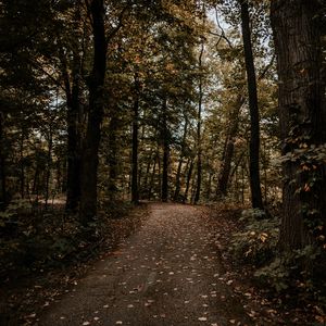 Preview wallpaper forest, path, trees, autumn, nature