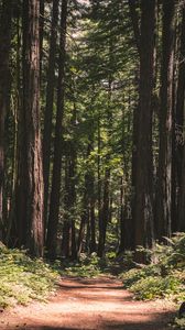 Preview wallpaper forest, path, trees, coniferous, nature