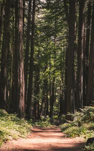 Preview wallpaper forest, path, trees, coniferous, nature