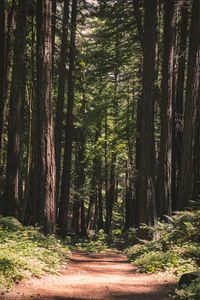 Preview wallpaper forest, path, trees, coniferous, nature