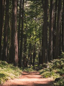 Preview wallpaper forest, path, trees, coniferous, nature