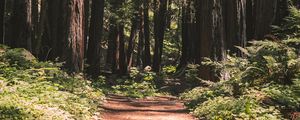 Preview wallpaper forest, path, trees, coniferous, nature