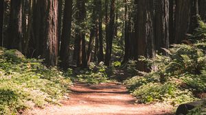 Preview wallpaper forest, path, trees, coniferous, nature