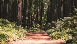 Preview wallpaper forest, path, trees, coniferous, nature