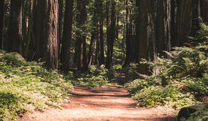 Preview wallpaper forest, path, trees, coniferous, nature