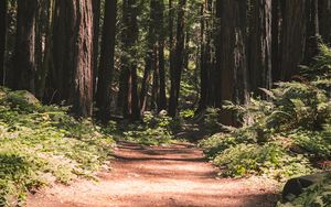 Preview wallpaper forest, path, trees, coniferous, nature