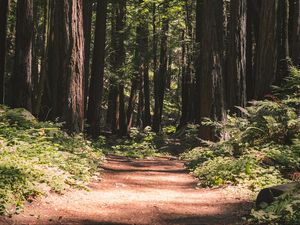 Preview wallpaper forest, path, trees, coniferous, nature