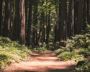 Preview wallpaper forest, path, trees, coniferous, nature