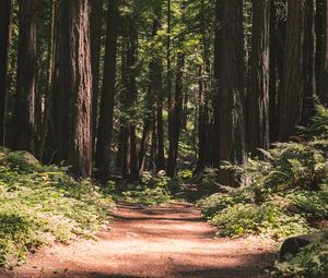 Preview wallpaper forest, path, trees, coniferous, nature