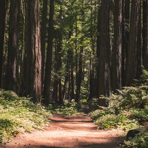 Preview wallpaper forest, path, trees, coniferous, nature