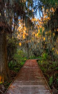 Preview wallpaper forest, path, trees, plants, leaves, nature