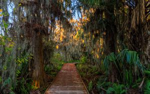 Preview wallpaper forest, path, trees, plants, leaves, nature