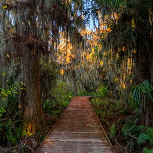 Preview wallpaper forest, path, trees, plants, leaves, nature