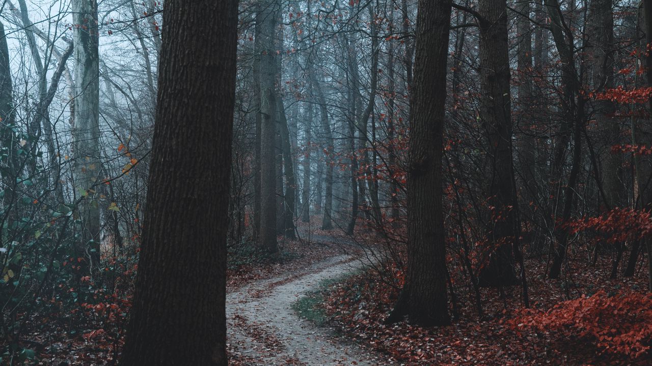 Wallpaper forest, path, trees, fog, autumn