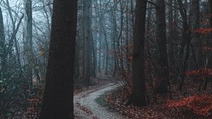 Preview wallpaper forest, path, trees, fog, autumn