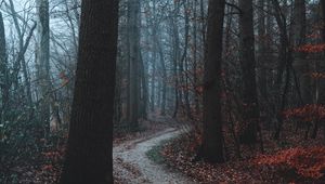 Preview wallpaper forest, path, trees, fog, autumn