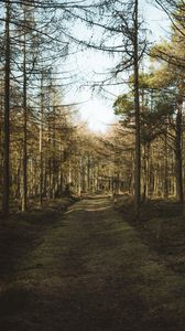 Preview wallpaper forest, path, trees, pines, nature