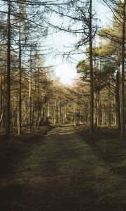 Preview wallpaper forest, path, trees, pines, nature