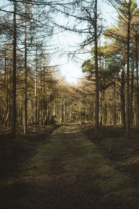 Preview wallpaper forest, path, trees, pines, nature