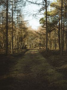 Preview wallpaper forest, path, trees, pines, nature