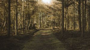 Preview wallpaper forest, path, trees, pines, nature