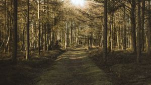 Preview wallpaper forest, path, trees, pines, nature