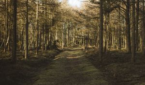 Preview wallpaper forest, path, trees, pines, nature