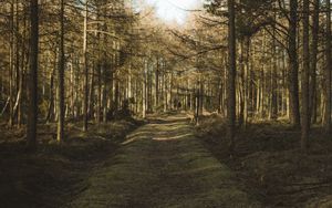 Preview wallpaper forest, path, trees, pines, nature