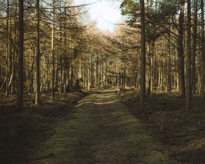 Preview wallpaper forest, path, trees, pines, nature