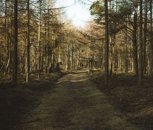 Preview wallpaper forest, path, trees, pines, nature