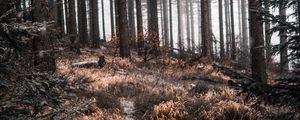 Preview wallpaper forest, path, trees, snow, nature
