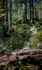 Preview wallpaper forest, path, trees, bushes, nature