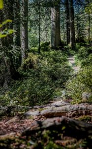 Preview wallpaper forest, path, trees, bushes, nature